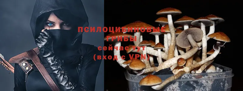 Галлюциногенные грибы Psilocybe  Златоуст 